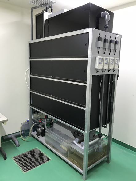 Zebrafish rearing device